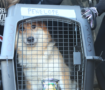 2024-Feb-Check-Out-85-Pets-to-Morristown