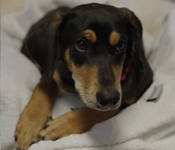2024-Feb-Hilton-Mars-Petcare-Greater-Good-Charities-Team-Up-to-Donate-Towels-to-Animal-Shelters