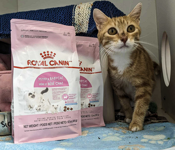 2024-Feb-Royal-Canin-National-Pet-Lover-Day