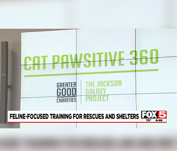 2024-Jan-Feline-Focused-Training-1