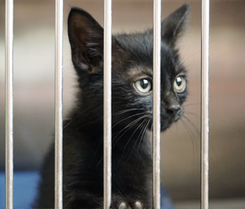 2024-June-portland-receive-100-airlifted-cats