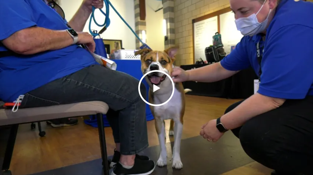 20240719_NBCLA_ClearTheShelters