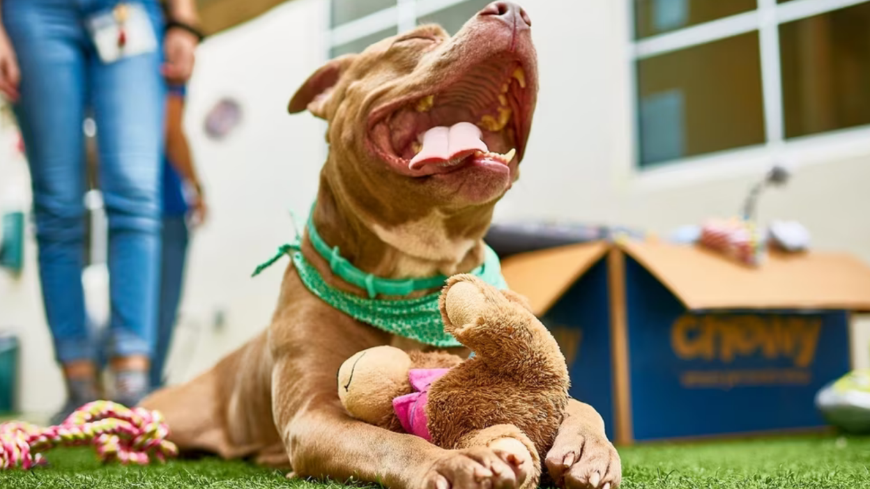 Amazon-isnt-the-only-one-celebrating-national-pet-month