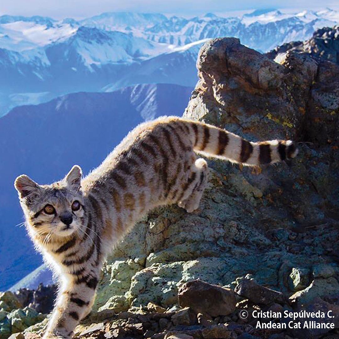 Andean-Cat