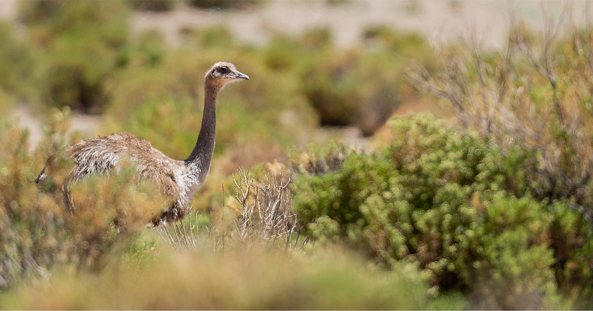 Darwin’s Rhea and the Biodiversity of Argentina