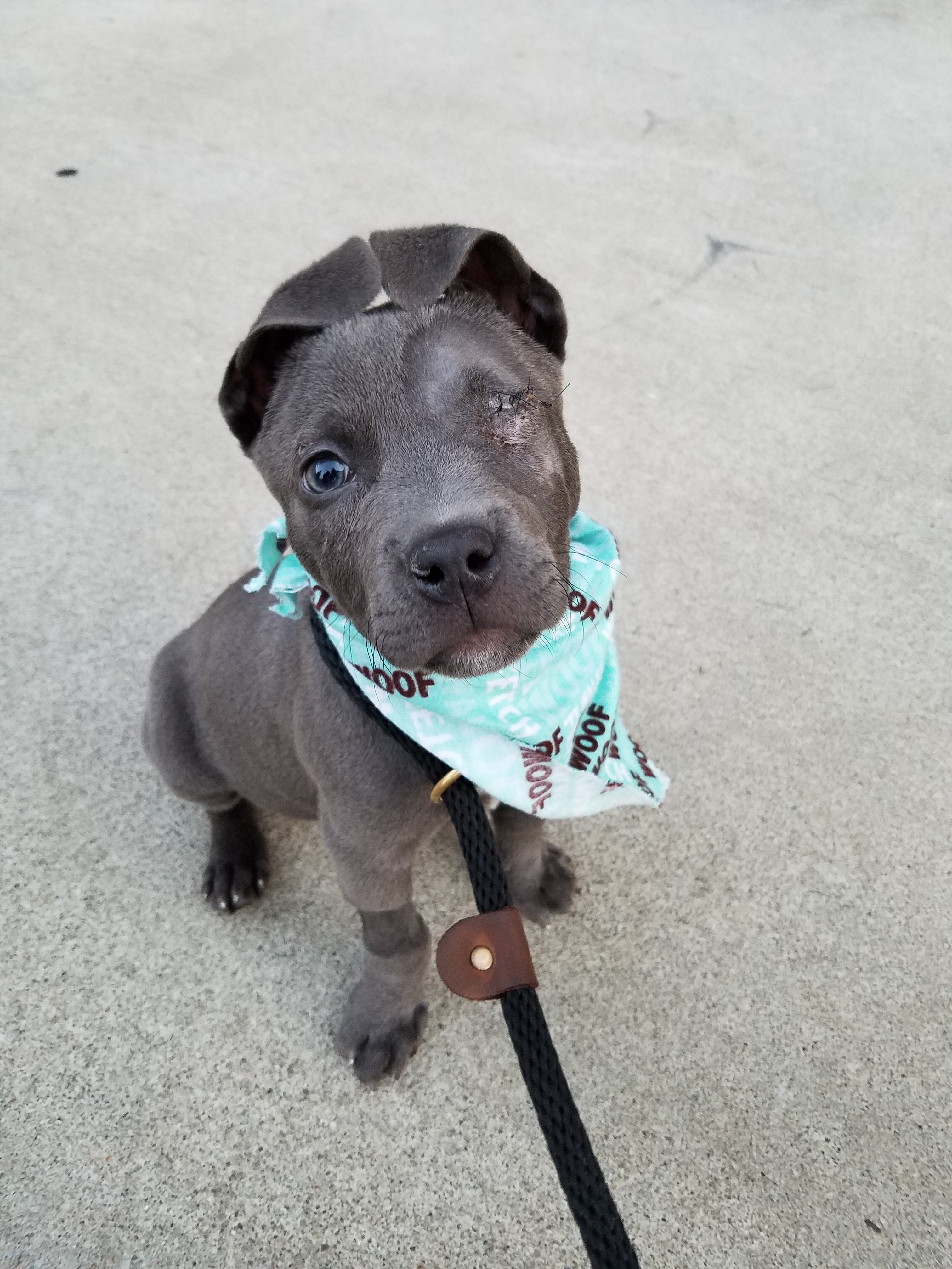 EAM_Dog