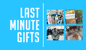 The Procrastinator’s Guide to Last Minute Gifts