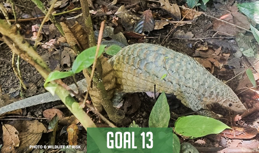 goal-13