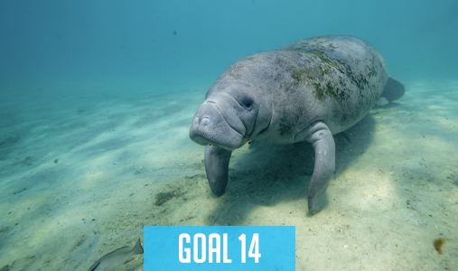 goal-14