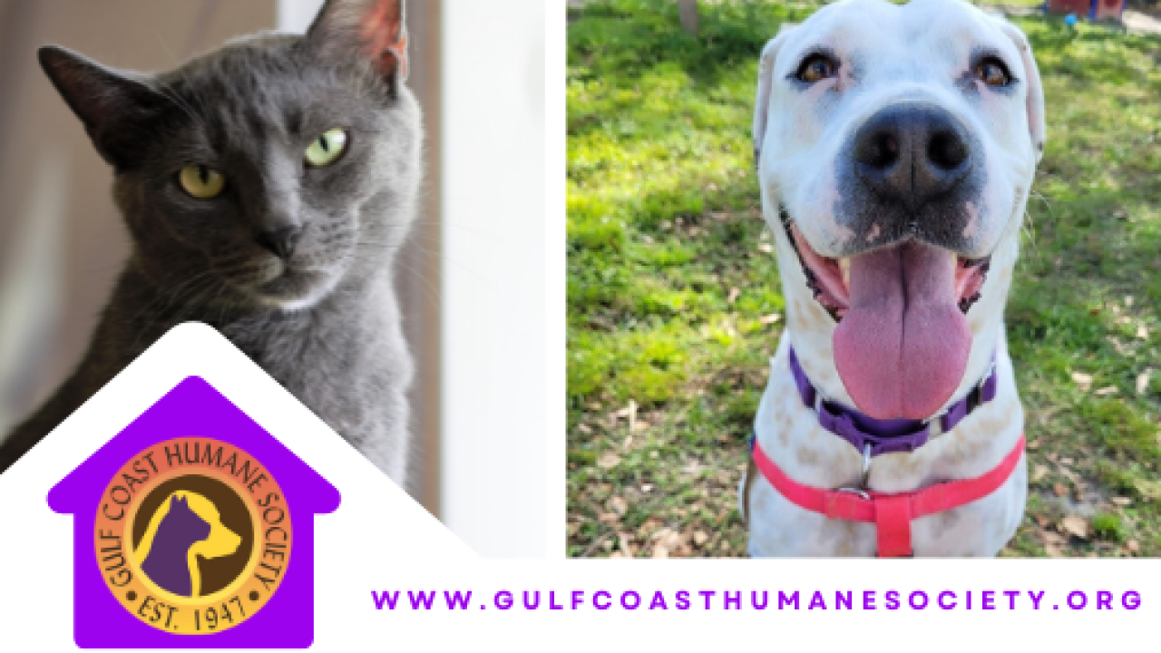 gulf-coast-humane-society-cove-kennels