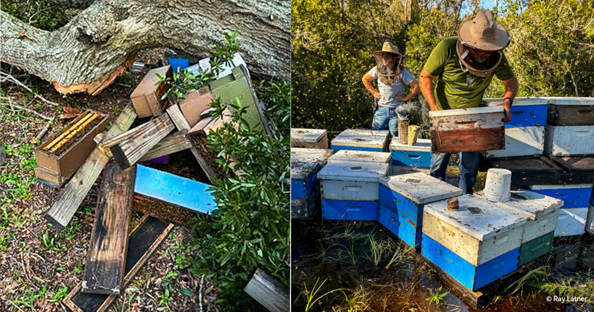 Supporting Beekeepers After Hurricanes Helene and Milton