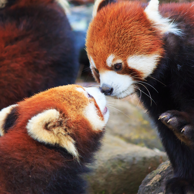 Red Pandas