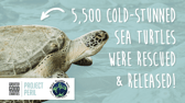 Sea-Turtle-Inc-Cold-Stun-Thank-You-Video-Thumbnail-Image-for-YT