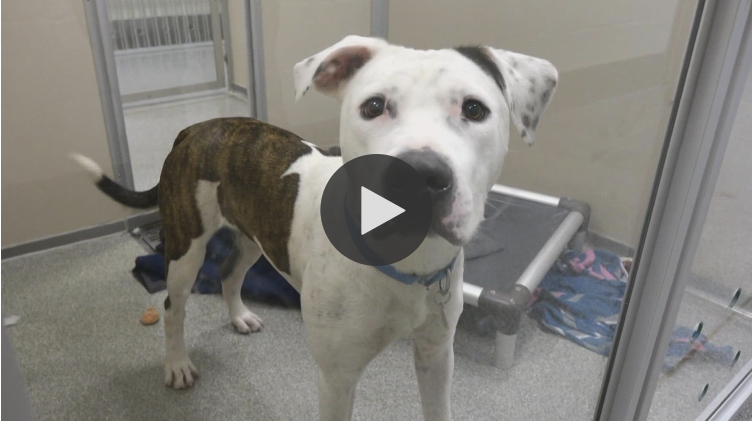 shelter-pets-from-florida-are-ready-for-adoption-at-seattle-humane