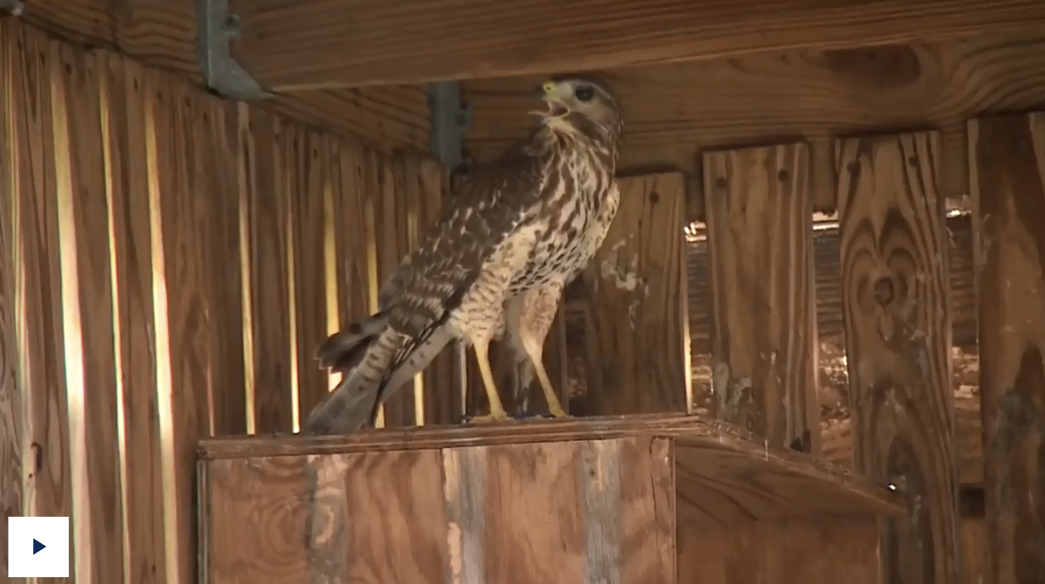 south-florida-wildlife-center