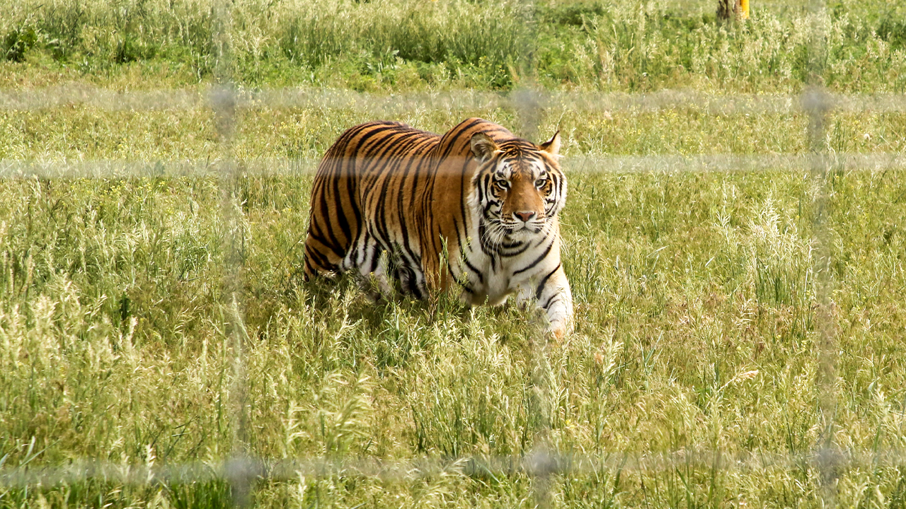 Tigers
