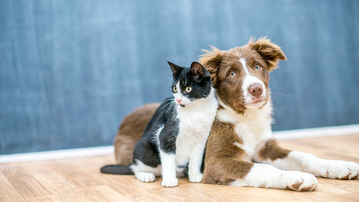 2022-Clear-the-shelters-what-to-know-to-adopt-and-donate