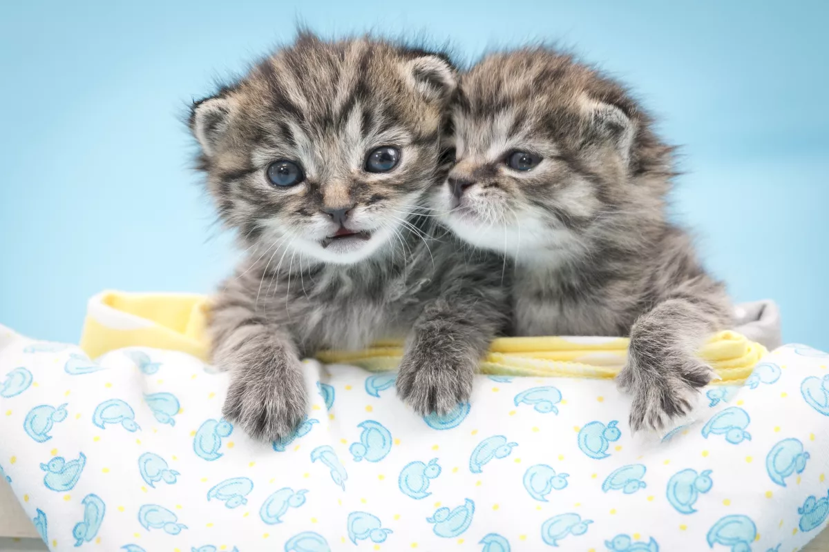 cat-lovers-to-gather-at-cat-camp-this-weekend