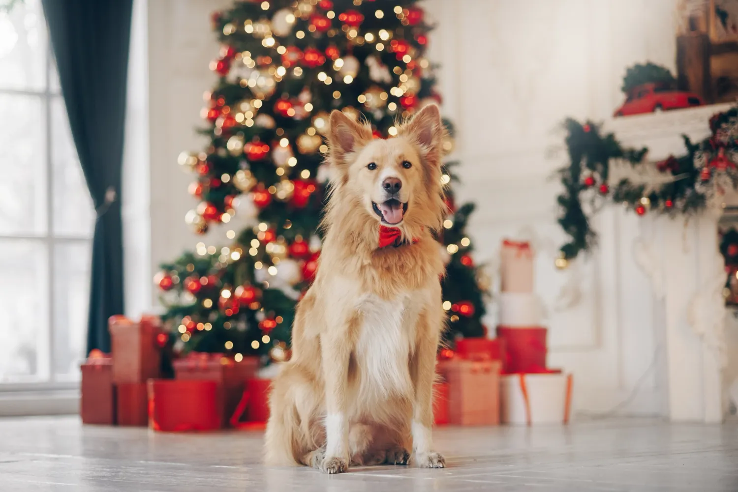 chewys-letters-to-chew-claus