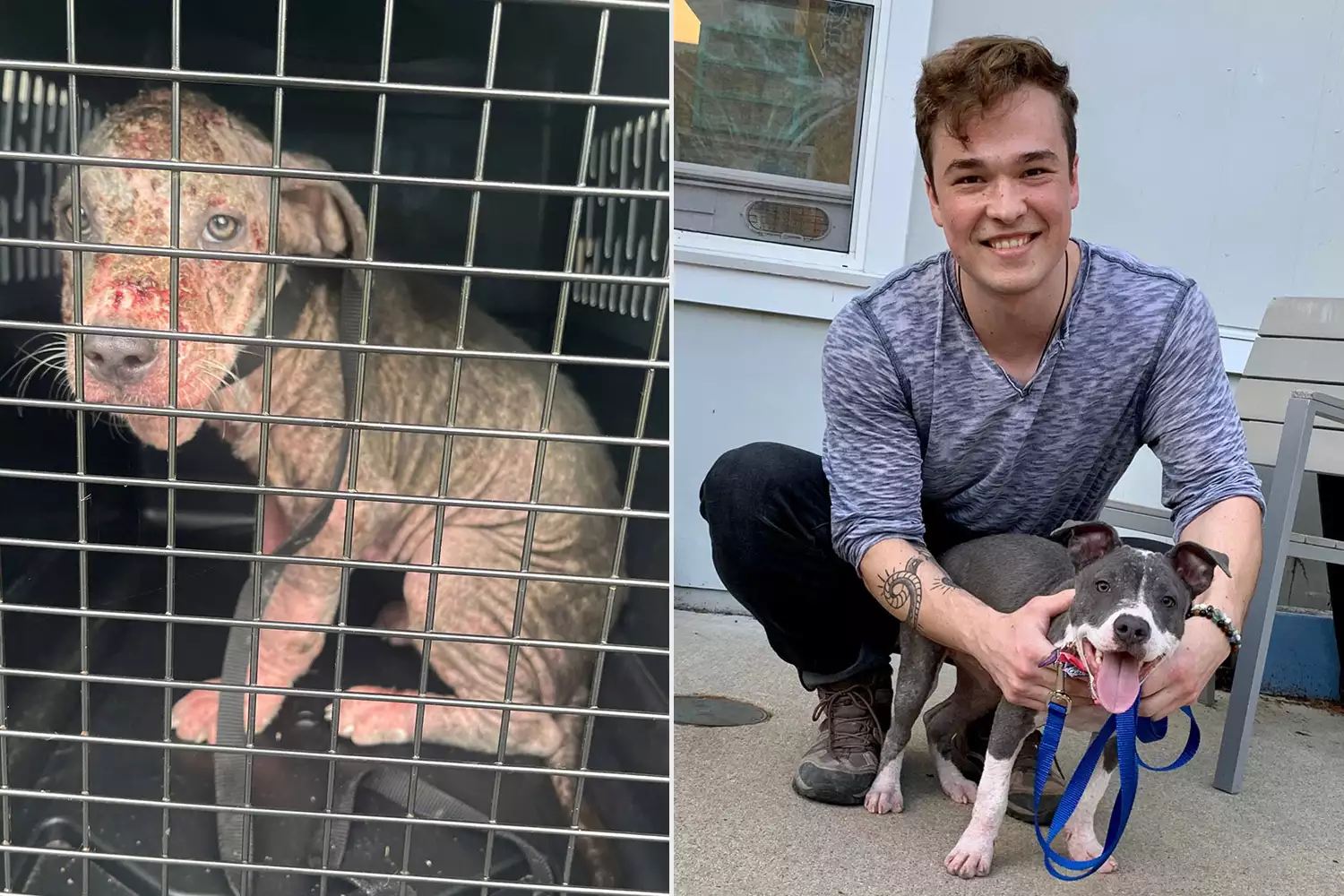 emaciated-bald-dog-finds-family