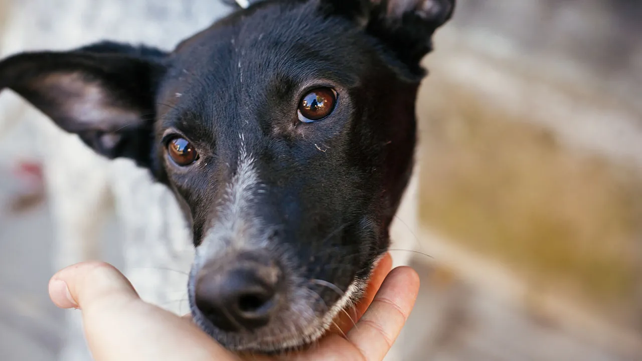 florence-animal-shelter-gets-3000-beds
