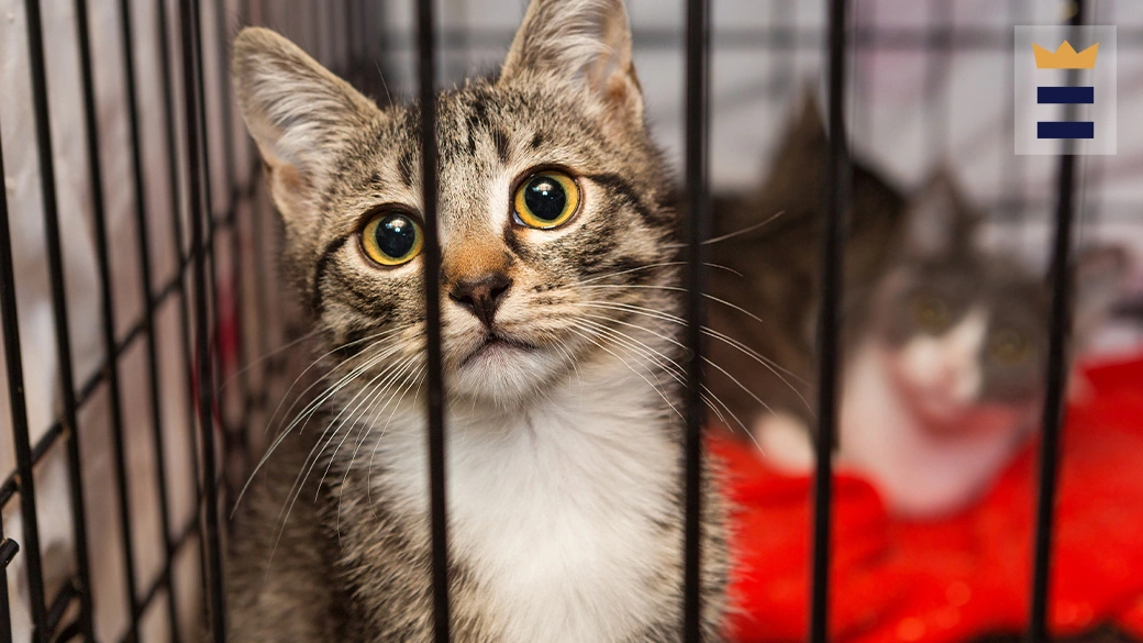 free-cat-care-clinic-held