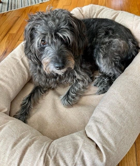 free-pet-beds-will-be-distrubted-to-pet-owners-during-pet-vaccine-clinic