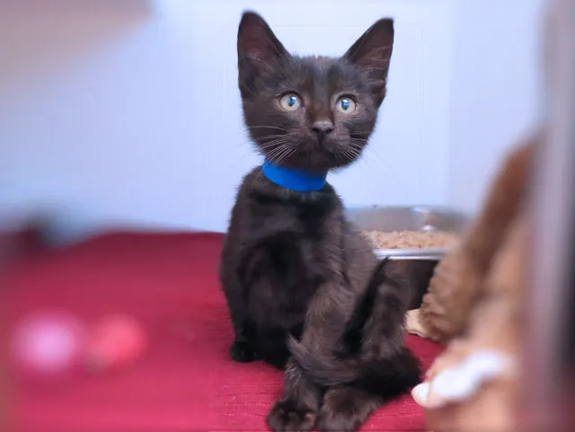 free-spayneuter-clinics