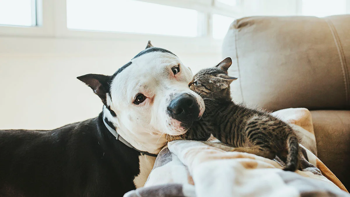 ggc-go-out-and-foster