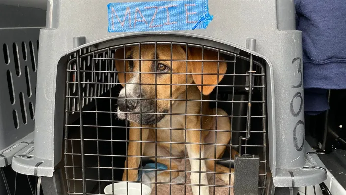 hurricane-ian-displaced-scores-pets-in-florida_02