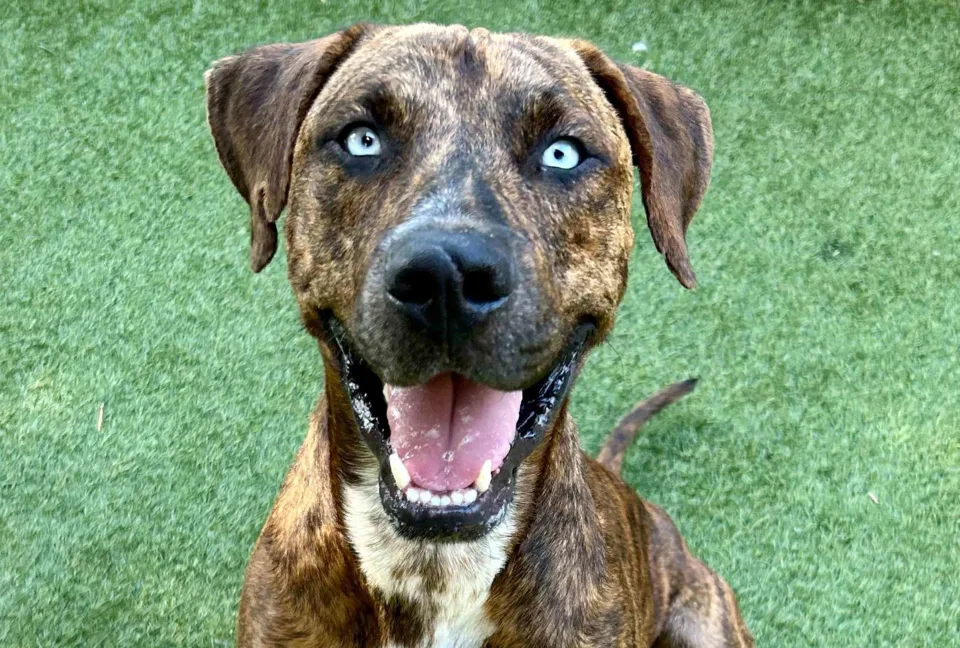 maui-wildfire-dog-finds-forever