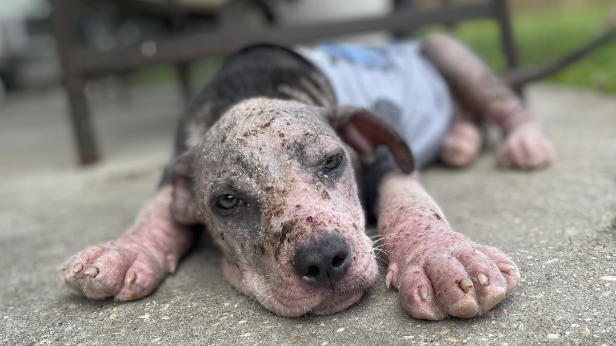 meet-dobby-once-a-stray-now-needs-a-new-home