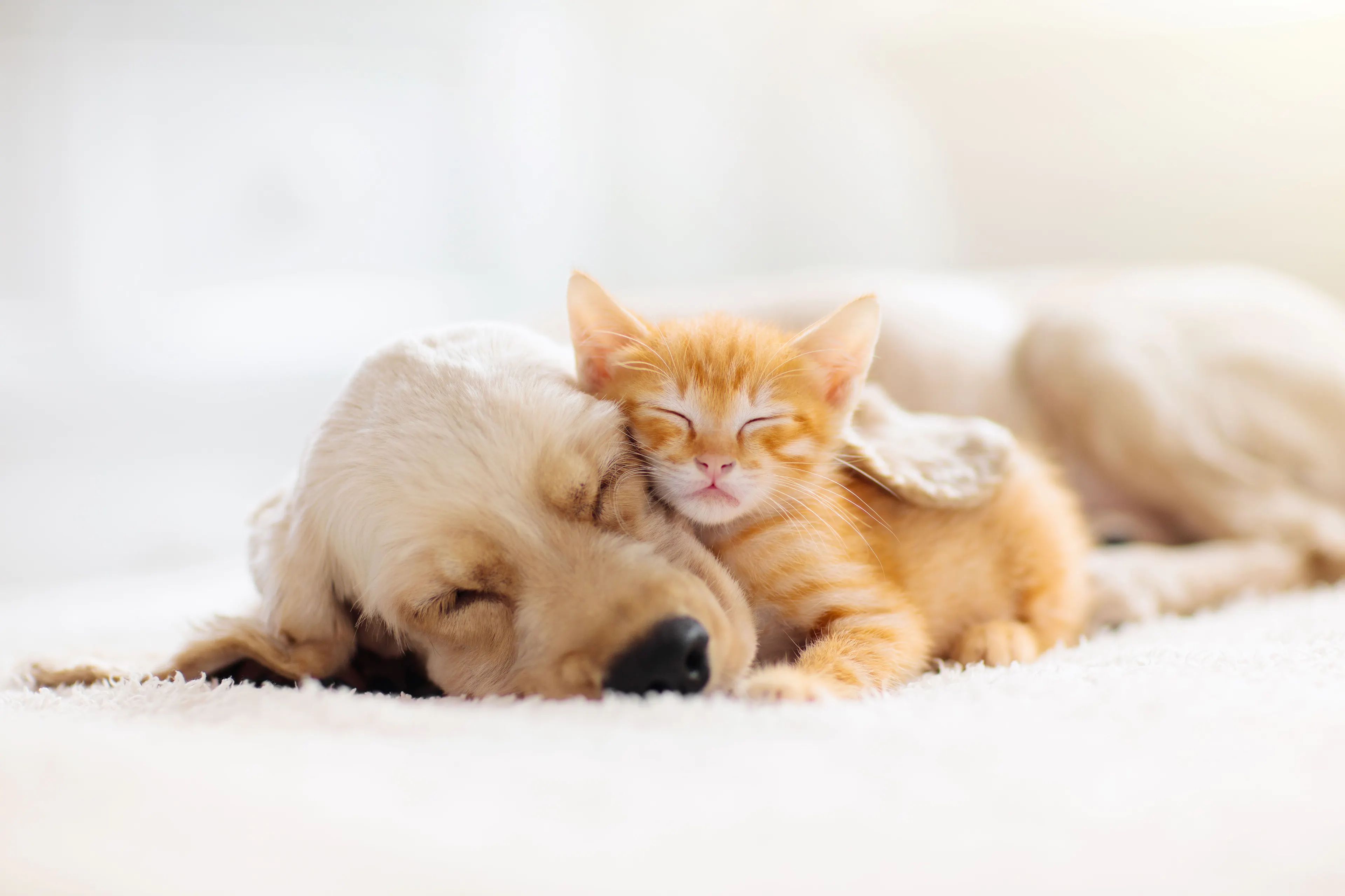 milk-replacer-company-supplies-meals-to-pets-in-need