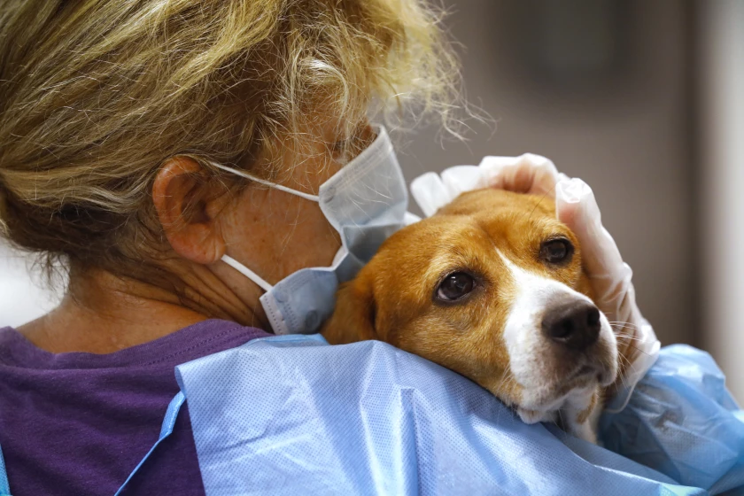 missed-out-on-adopting-a-rescued-beagle