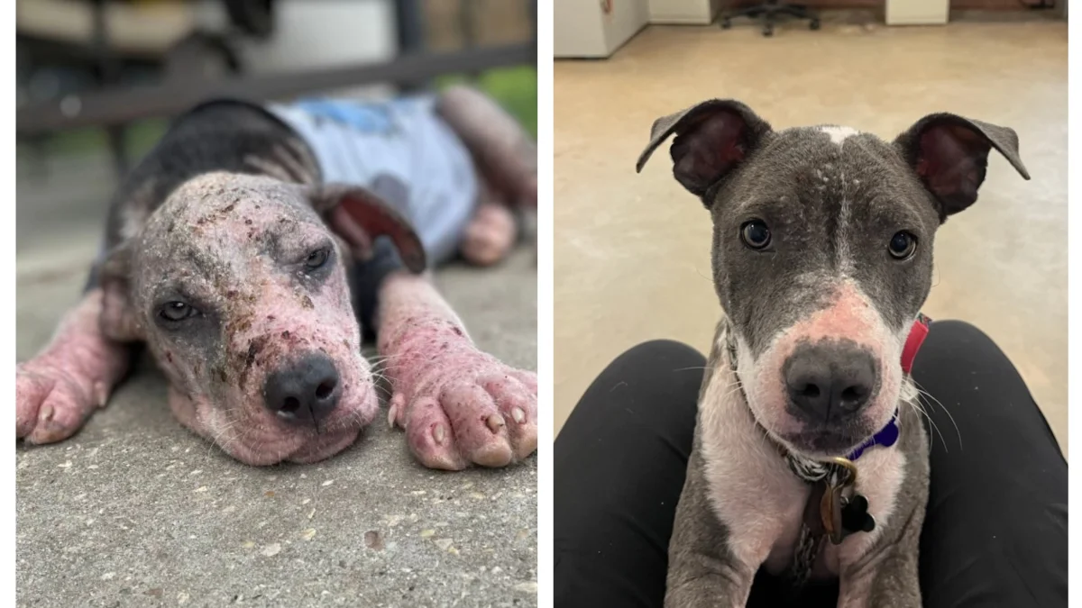 once-emaciated-puppy-fairy-tale