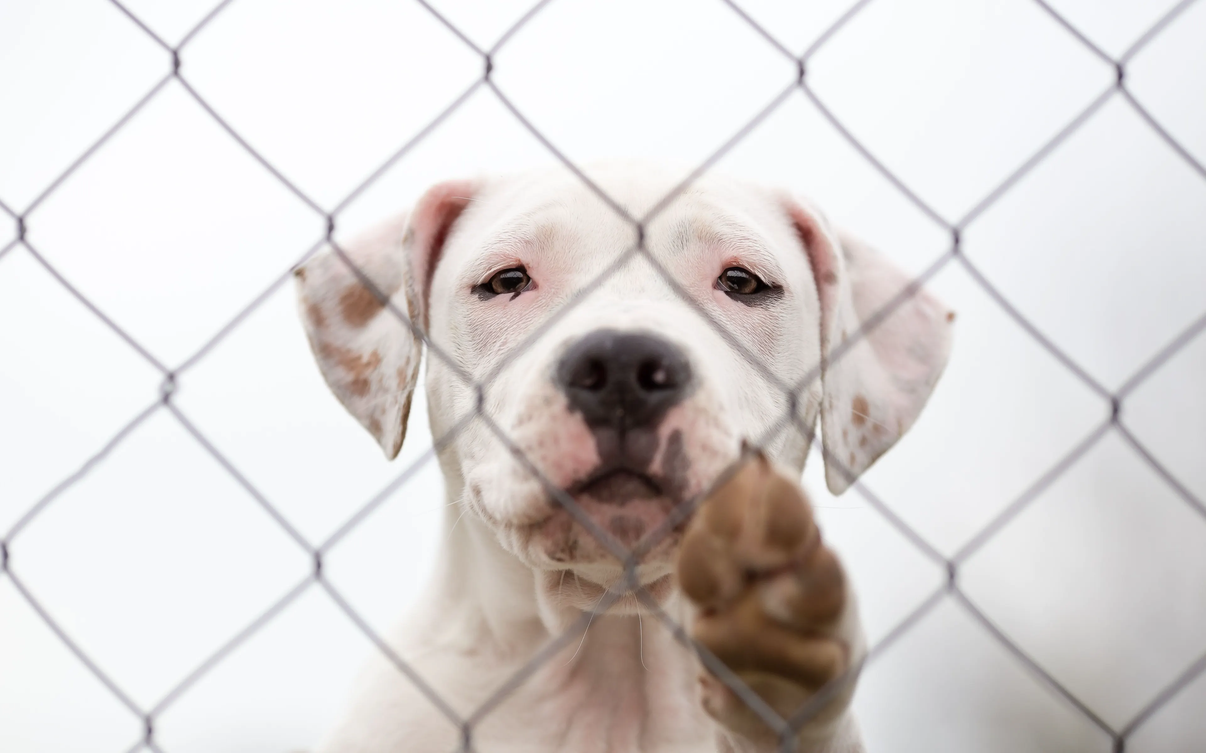 over-130-shelter-pets-emergency-airlifted-from-maui-to-portland