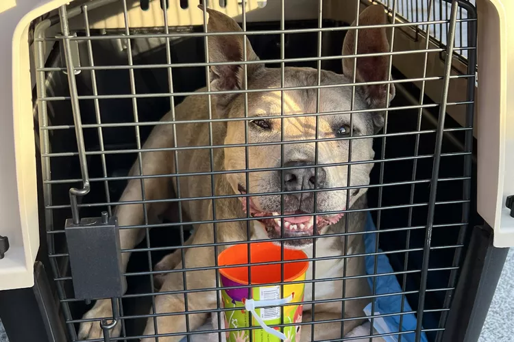 people-over-130-adoptable-shelter-pets-airlifted