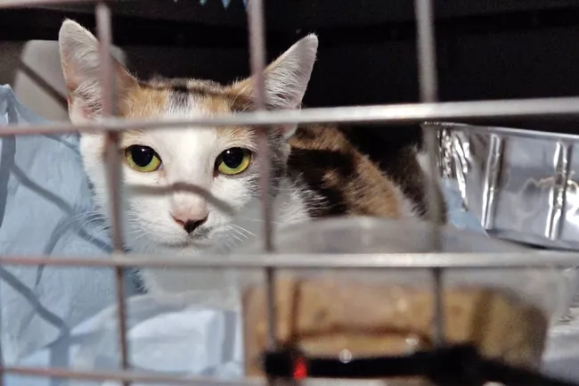 rescue-flight-for-cats-02-080322-af97f0b7c1774dedb78860f90e7a3d19