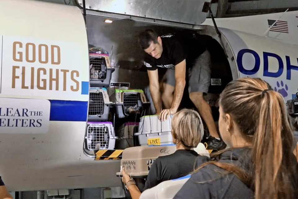 rescue-flights-helps-155-cats