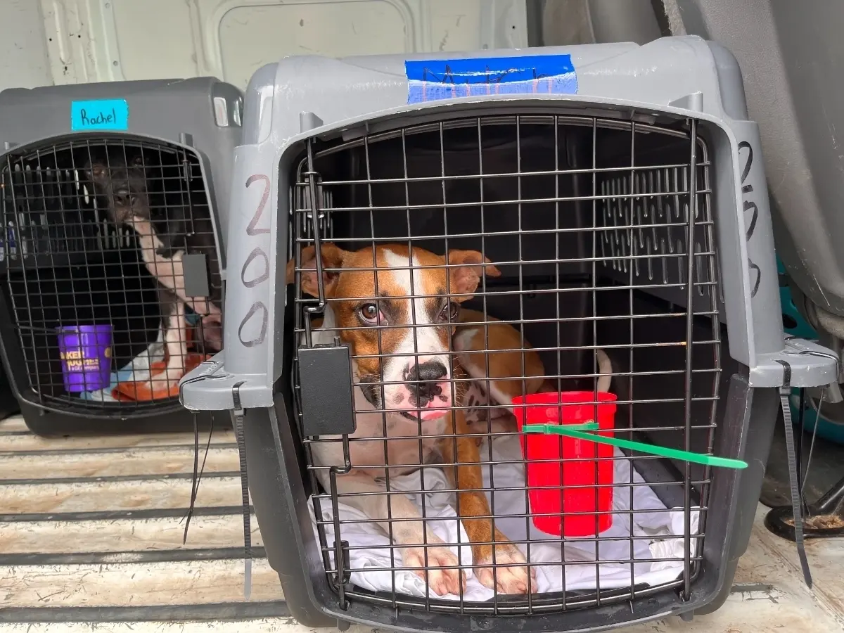 shelter-dogs-flown-into-morristown-to-find-their-forever-homes